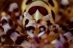 Pereclimenes colemani.
I was lucky with the timing on th... by Christian Gloor 